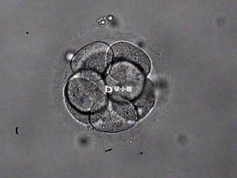 6aa胚胎的含义